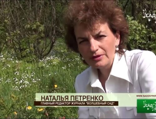 Мистерия цветения айвы – прекрасное зрелище природы