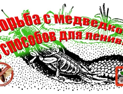 Чего боится медведка на огороде