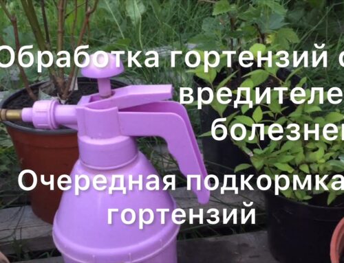 Как защитить гортензию от болезней и вредителей весной