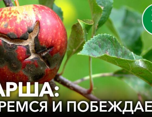 Эффективные способы обработки груши от парши весной