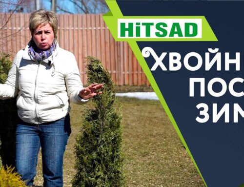 Как правильно обработать туи после зимы