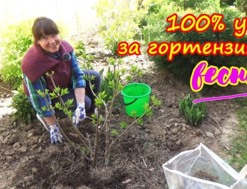 Подкормка гортензии в мае – подробное руководство