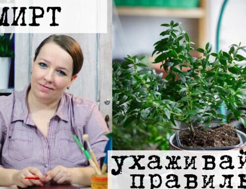 Мирт – как и чем правильно его подкормить