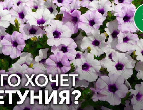 Эффективные подкормки для петунии после обрезки – секреты обильного цветения