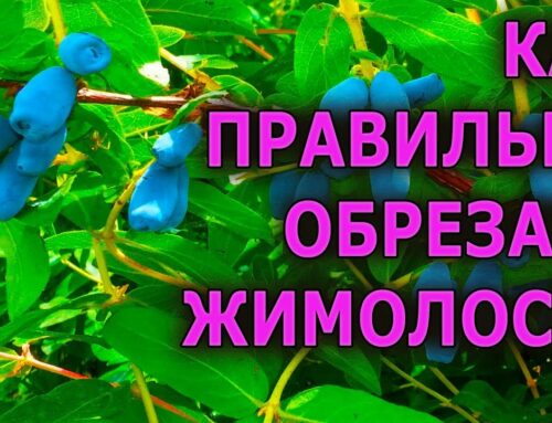 Как правильно подкормить жимолость – советы садоводам