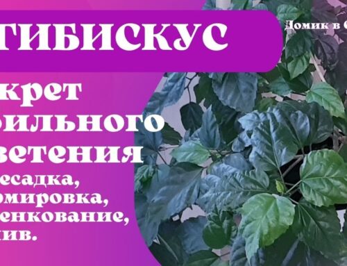 Как правильно поливать гибискус для цветения в домашних условиях?