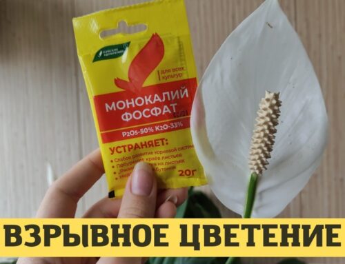 Как правильно поливать спатифиллум для обильного цветения
