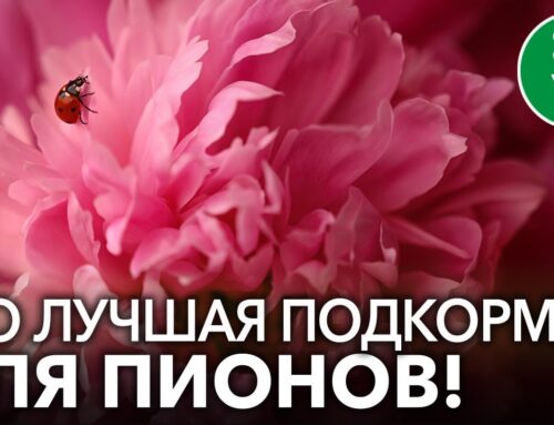 Лучшие варианты удобрений для пионов