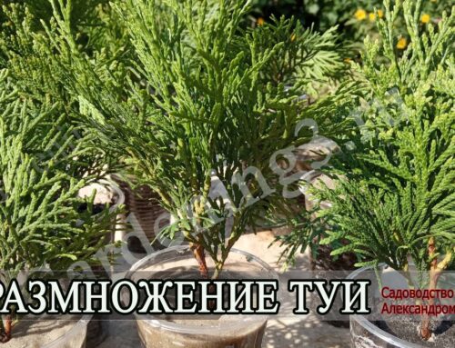 Как правильно укоренить черенки туи