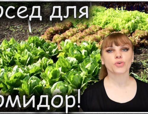 Лучшие соседи для помидоров – что можно посадить на одной грядке в теплице