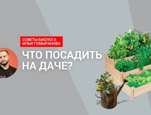 Выбор растений для посадки на даче – советы и рекомендации