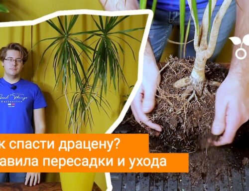 Драцена умирает – как спасти растение