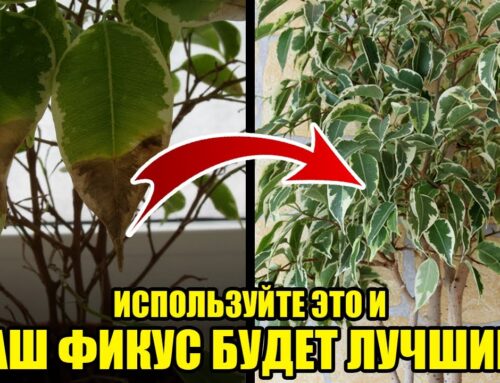 Как правильно ухаживать за фикусом в домашних условиях