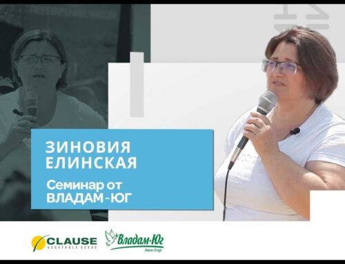 Способы обработки фузариоза – на что стоит обратить внимание