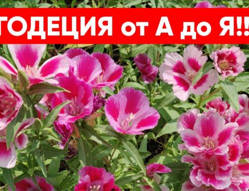 Годеция – все секреты выращивания из семян для раннего цветения