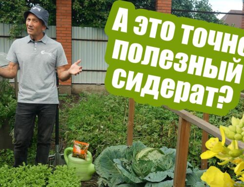 Когда и как правильно сажать горчицу на огороде?
