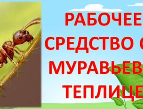 Эффективные способы борьбы с муравьями в теплице
