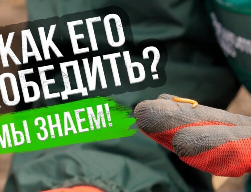 Эффективные народные способы борьбы с проволочником в огороде