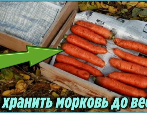 Советы по хранению моркови в подвале