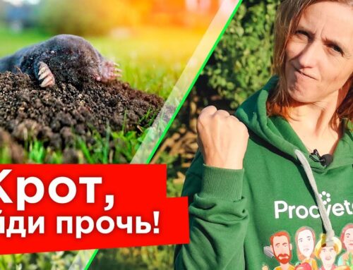 Как избавиться от кротов на дачном участке