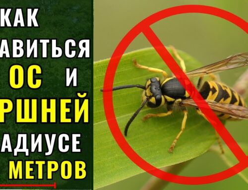 Как избавиться от ос на даче под крышей в недоступном месте самостоятельно