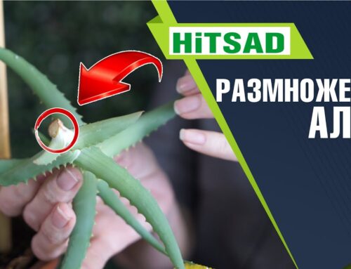 Как правильно обрезать алоэ вера