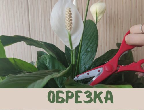 Как правильно обрезать листья у спатифиллума
