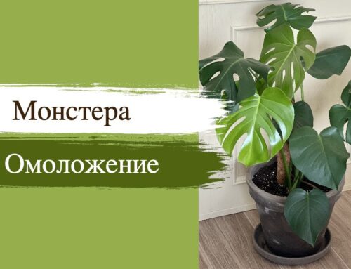 Как правильно обрезать монстеру – советы и рекомендации