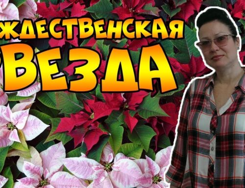 Секреты правильной обрезки и ухода за рождественской звездой