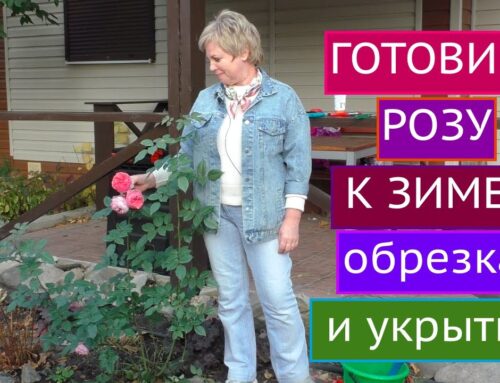 Подготовьте свои розы к зиме – правильное обрезание и укрытие