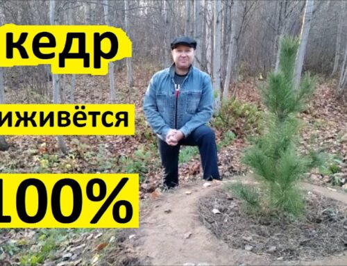 Как посадить кедр саженец