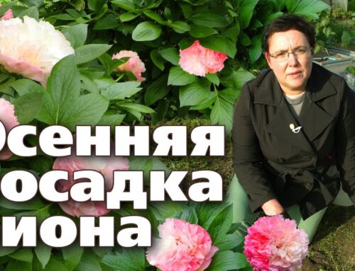 Как успешно посадить корень пиона