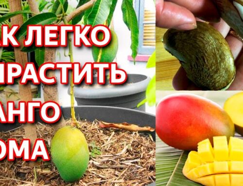 Как вырастить манго из косточки в домашних условиях – советы и рекомендации