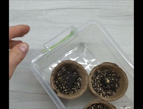 Секреты успешного посадки маракуйи из косточки в домашних условиях
