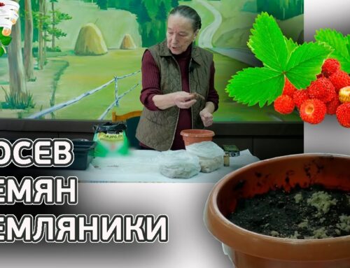 Как правильно вырастить землянику из семян в домашних условиях