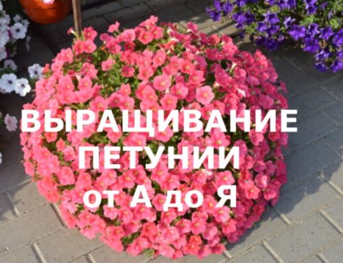 Петуния из семян – секреты посева и выращивания в домашних условиях