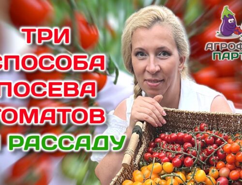 Секреты успешного посева томатов на рассаду в домашних условиях