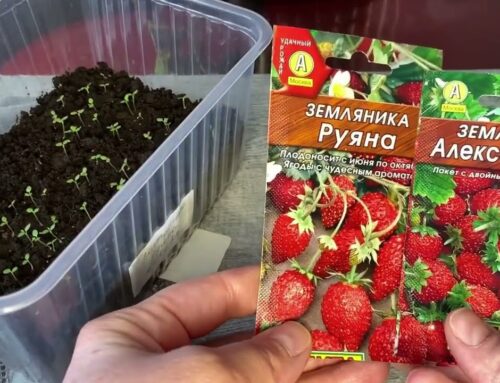 Секреты успешного посева земляники на рассаду