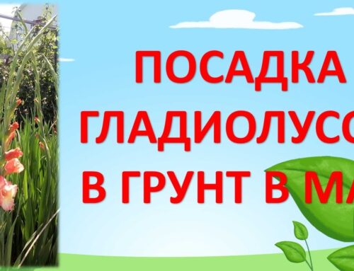 Секреты правильной посадки гладиолусов в открытый грунт весной
