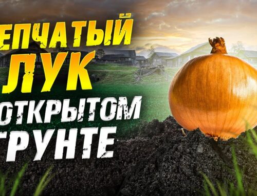 Секреты удачного посадки репчатого лука