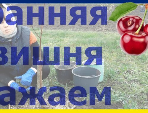 Как правильно посадить вишню