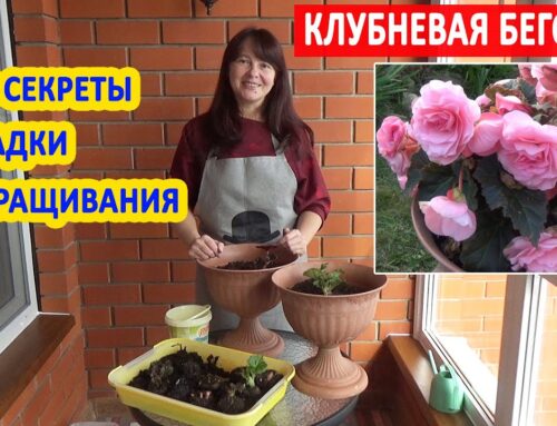 Советы по сажанию бегонии – как обеспечить ей идеальные условия?