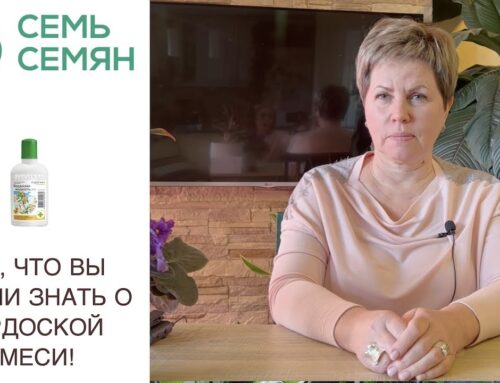 Как правильно разводить бордосскую жидкость для опрыскивания?