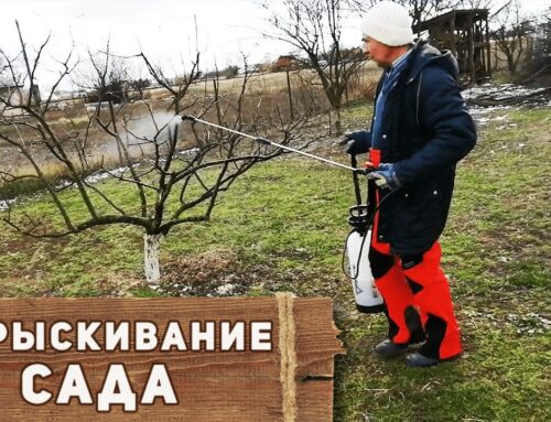 Как правильно развести железный купорос для опрыскивания деревьев весной