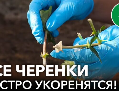 Как разводить жимолость от куста черенками – шаг за шагом видеоинструкция