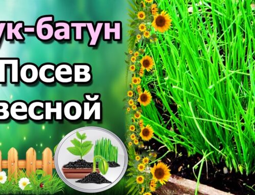 Секреты посадки батуна – шаг за шагом