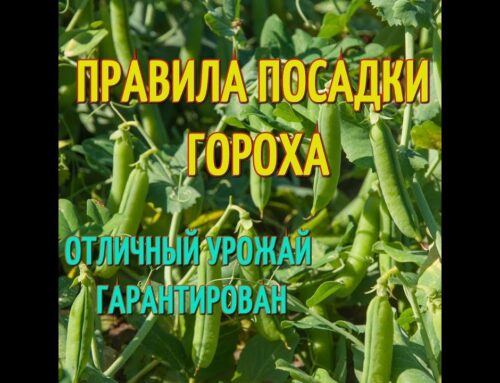 Как правильно сажать горох в открытый грунт