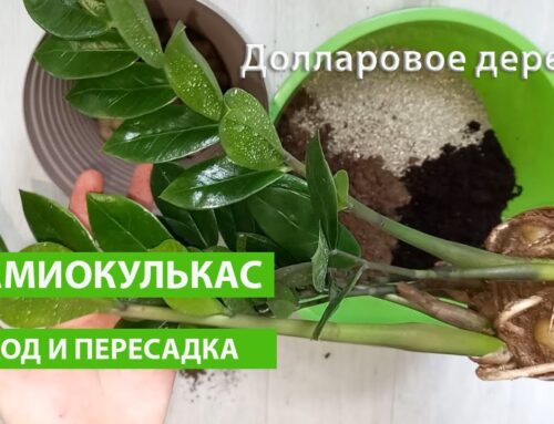 Секреты посадки замиокулькаса – правильная глубина посадки