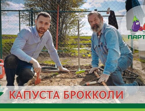 Правила посадки брокколи в открытый грунт