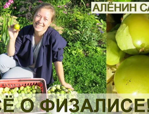 Советы по посадке физалиса с помощью семян для рассады